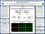 Analyzing Estradiol-Driven Transcriptional Activity in Preproglucagon Expressing Neurons of the Nucleus of the Solitary Tract