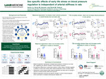 Sex specific effects of early life stress on blood pressure regulation is independent of arterial stiffness in rats